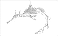 Parts of a Weedy Seadragon Three Part Cards (3-6)