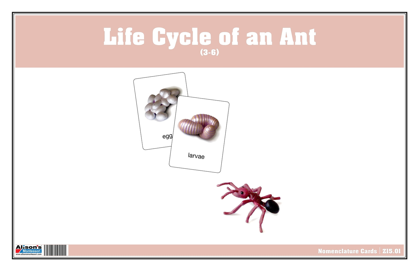 Life Cycle of an Ant Nomenclature Cards (Printed)