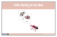 Life Cycle of an Ant Nomenclature Cards (Printed)