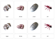 Life Cycle of an Ant Nomenclature Cards (Printed)