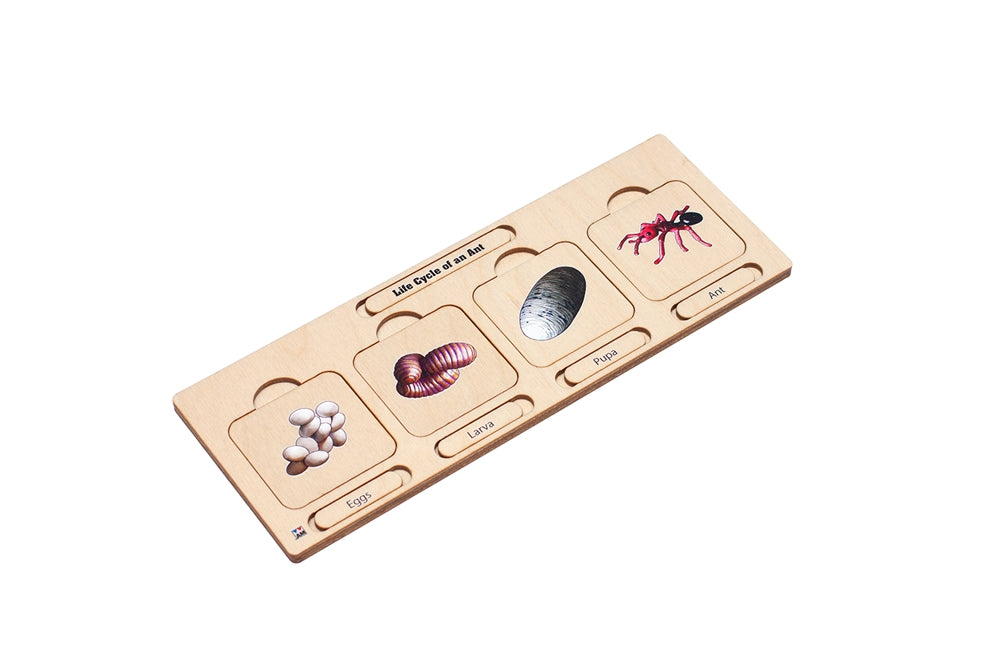 Life Cycle Puzzle: Ant