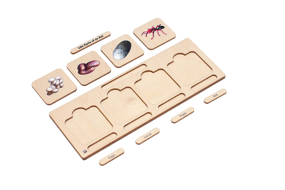 Life Cycle Puzzle: Ant