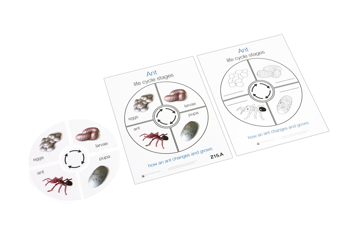 Life Cycle of an Ant Cards (Printed)