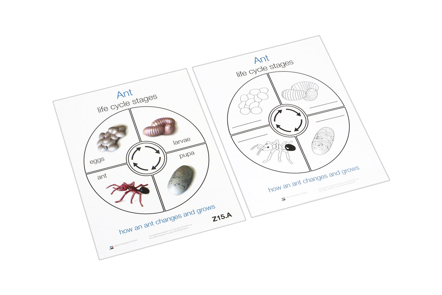 Life Cycle of an Ant Cards (Printed)