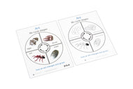 Life Cycle of an Ant Cards (Printed)