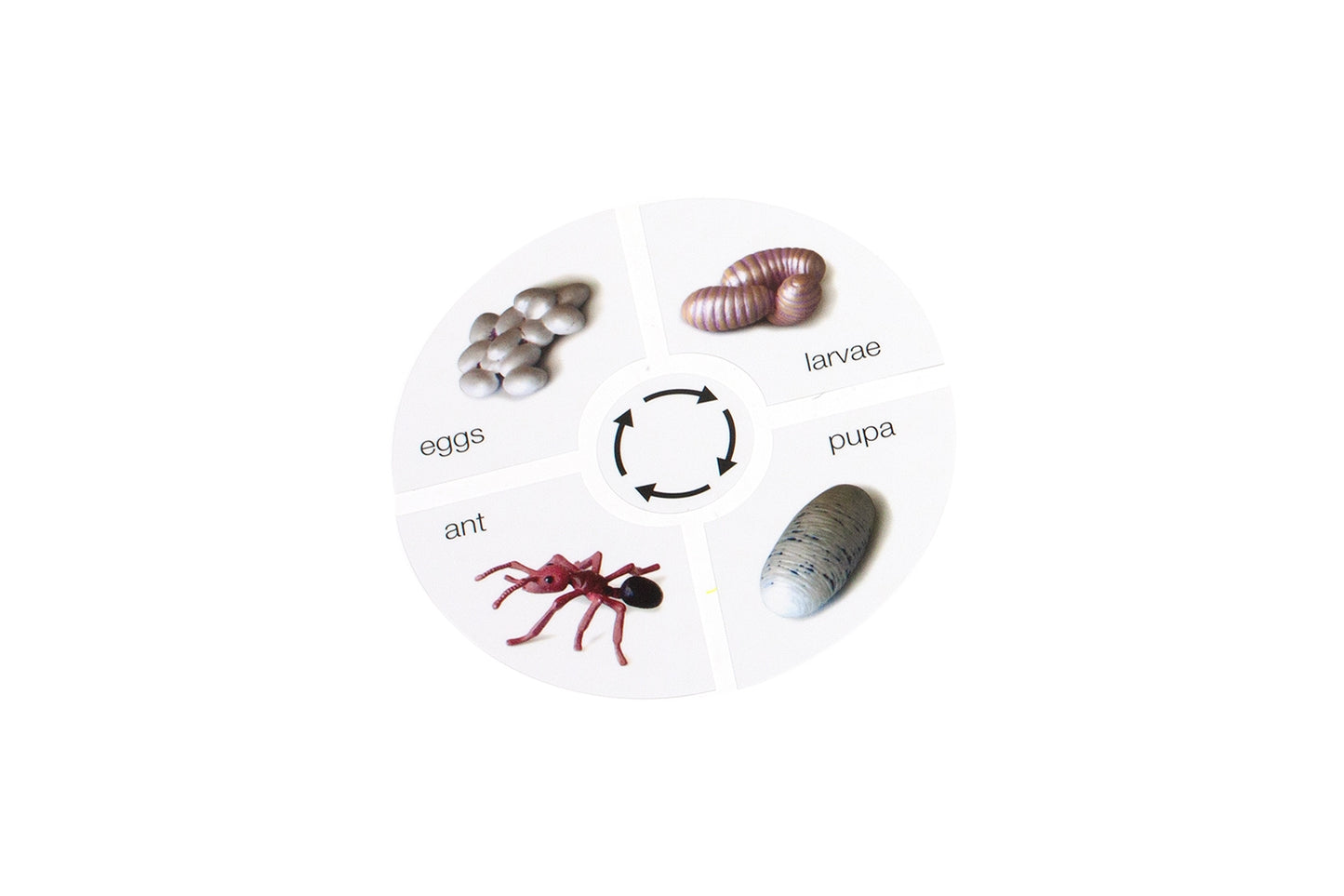 Life Cycle of an Ant Cards (Printed)