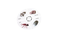 Life Cycle of an Ant Cards (Printed)