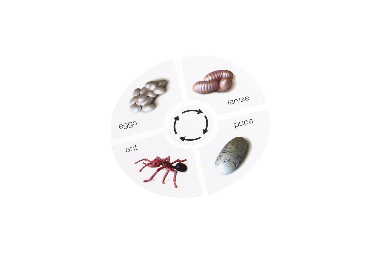 Life Cycle of an Ant Cards (Printed)