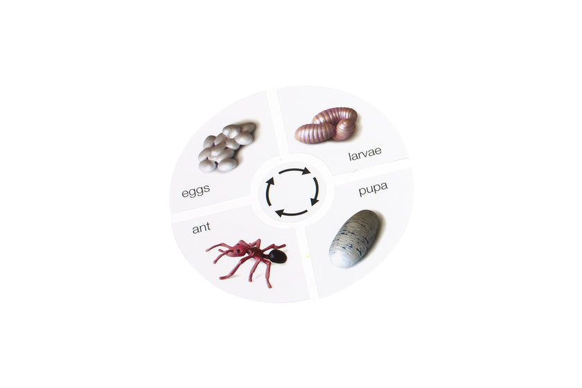 Life Cycle of an Ant Cards (Printed)