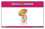 Parts of a Jellyfish Three Part Cards (3-6)