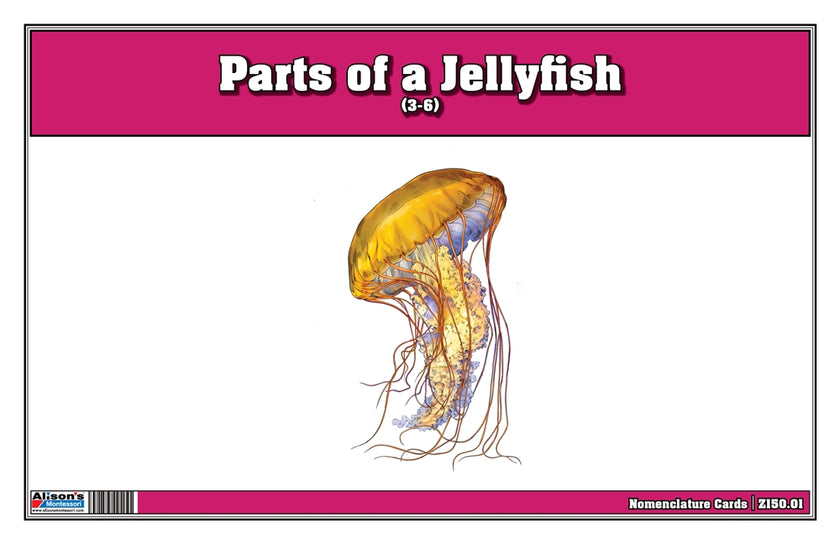 Parts of a Jellyfish Three Part Cards (3-6)