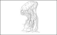 Parts of a Jellyfish Three Part Cards (3-6)
