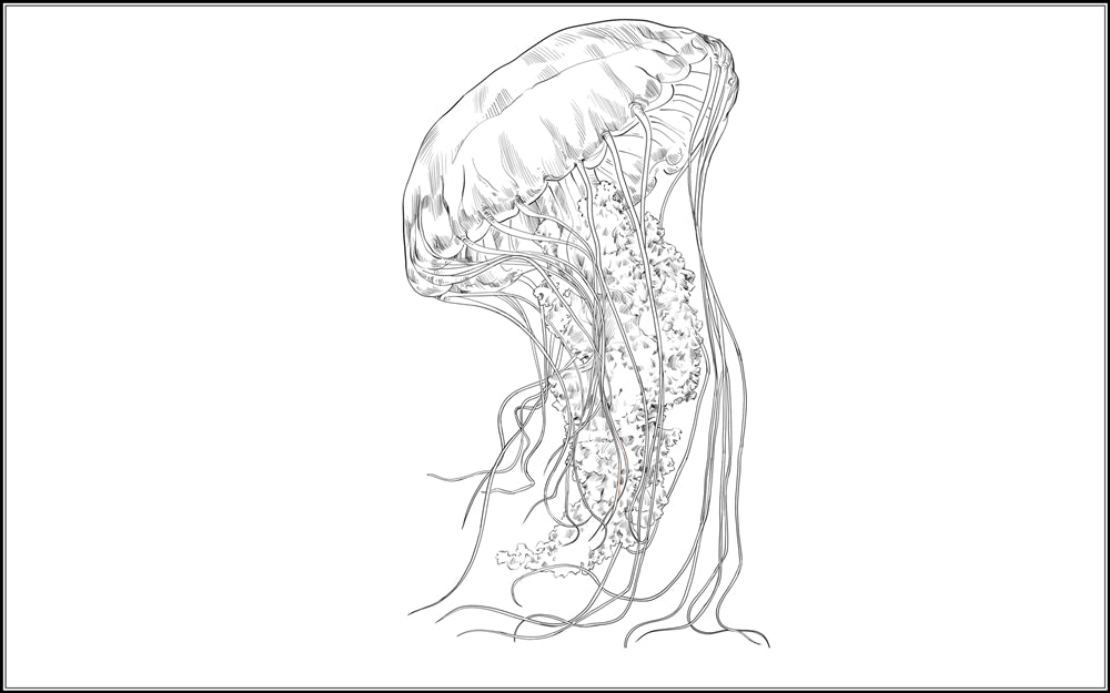 Parts of a Jellyfish Three Part Cards (3-6)