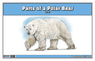 Parts of a Polar Bear Three Part Cards (3-6)