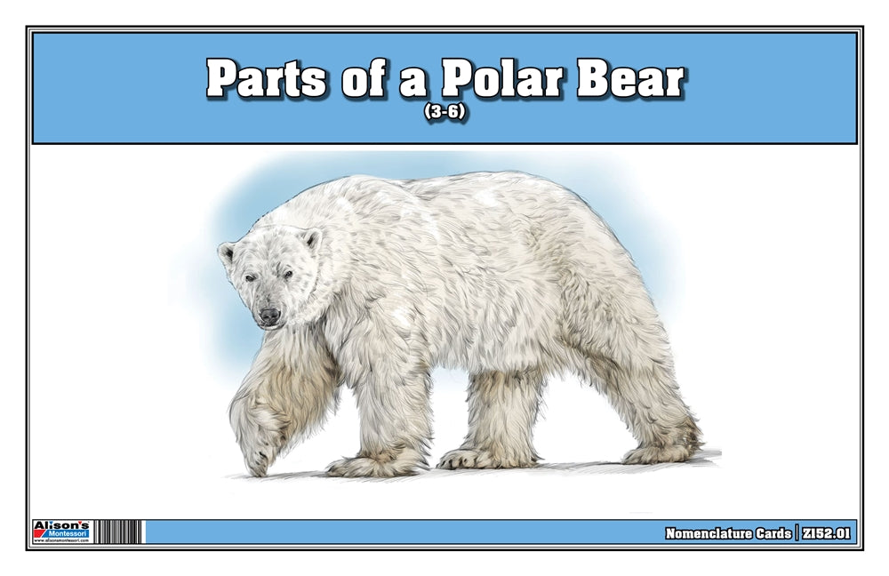 Parts of a Polar Bear Three Part Cards (3-6)