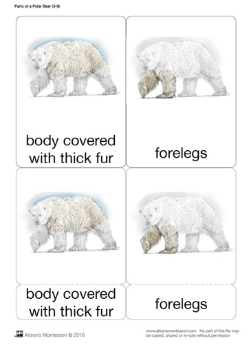Parts of a Polar Bear Three Part Cards (3-6)