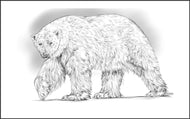 Parts of a Polar Bear Three Part Cards (3-6)
