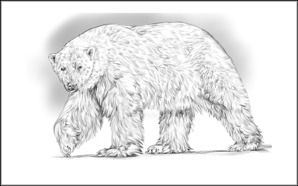 Parts of a Polar Bear Three Part Cards (3-6)