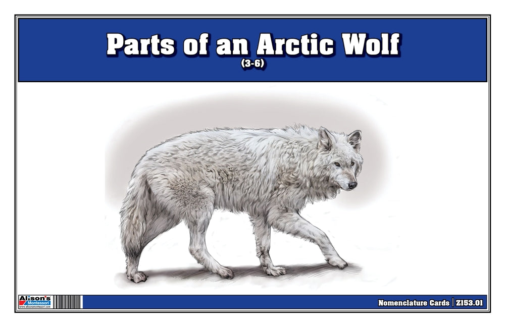 Parts of an Arctic Wolf Three Part Cards (3-6)