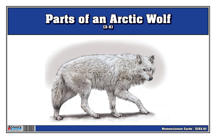 Parts of an Arctic Wolf Three Part Cards (3-6)