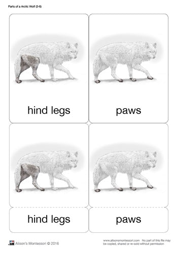 Parts of an Arctic Wolf Three Part Cards (3-6)