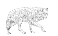 Parts of an Arctic Wolf Three Part Cards (3-6)
