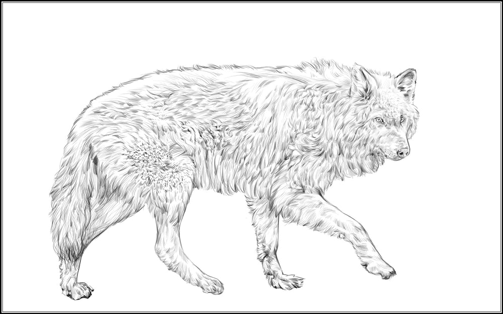 Parts of an Arctic Wolf Three Part Cards (3-6)