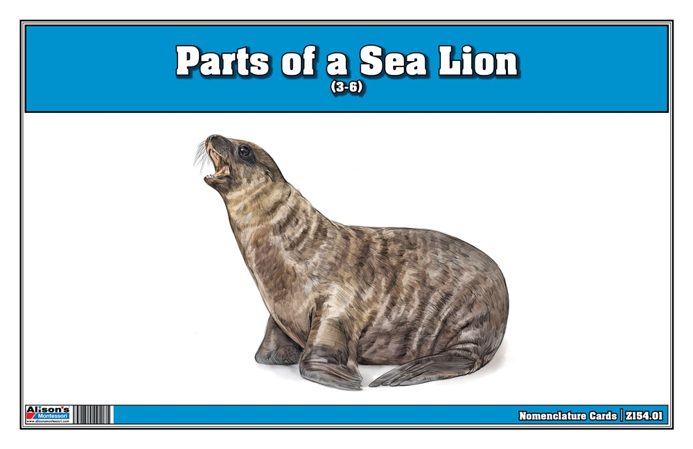 Parts of a Sea Lion Three Part Cards (3-6)
