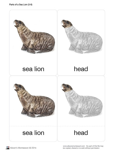 Parts of a Sea Lion Three Part Cards (3-6)