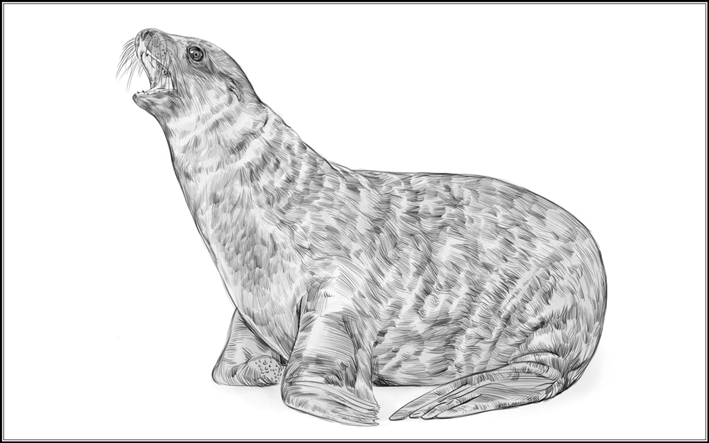 Parts of a Sea Lion Three Part Cards (3-6)