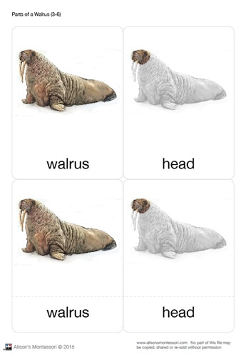 Parts of a Walrus Three Part Cards (3-6)