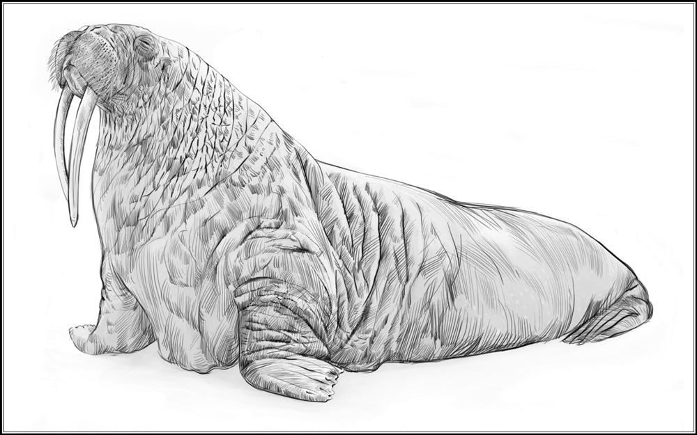 Parts of a Walrus Three Part Cards (3-6)