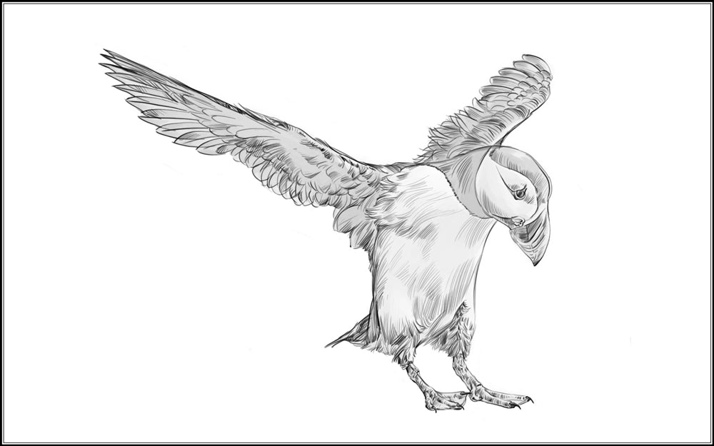 Parts of a Puffin Three Part Cards (3-6)