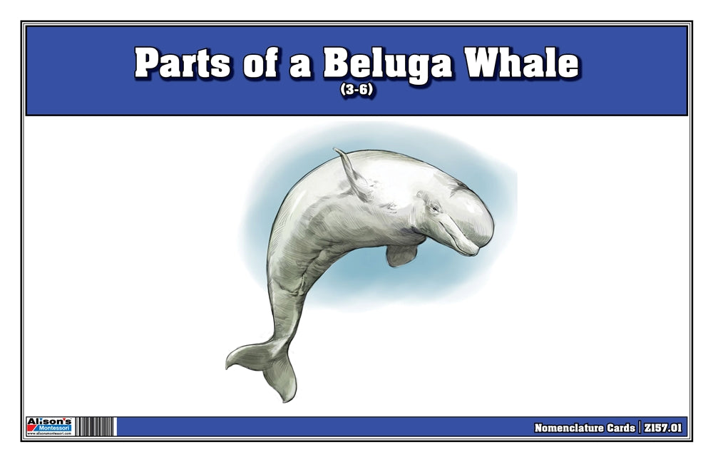 Parts of a Beluga Whale Three Part Cards (3-6)