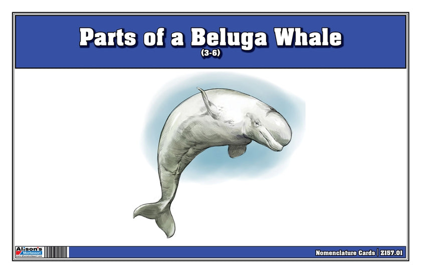 Parts of a Beluga Whale Three Part Cards (3-6)