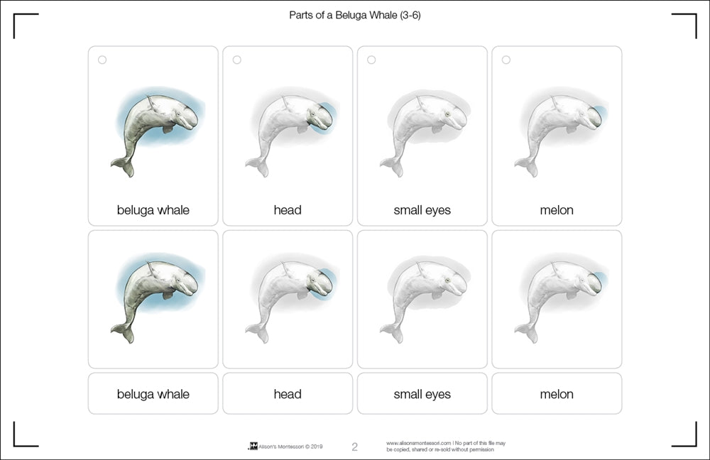Parts of a Beluga Whale Three Part Cards (3-6)
