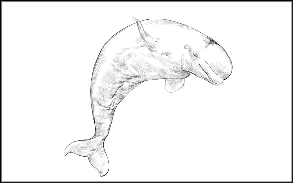 Parts of a Beluga Whale Three Part Cards (3-6)