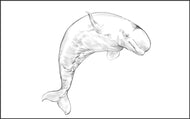 Parts of a Beluga Whale Three Part Cards (3-6)