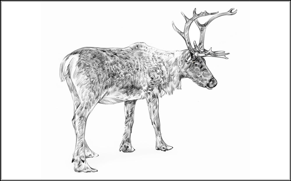 Parts of a Reindeer Three Part Cards (3-6)