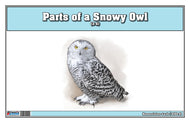 Parts of a Snowy Owl Three Part Cards (3-6)