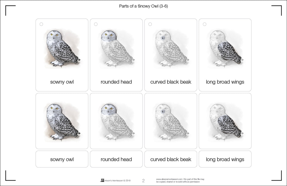 Parts of a Snowy Owl Three Part Cards (3-6)