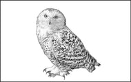 Parts of a Snowy Owl Three Part Cards (3-6)