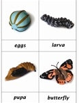 Life Cycle of a Butterfly Nomenclature Cards (Printed)
