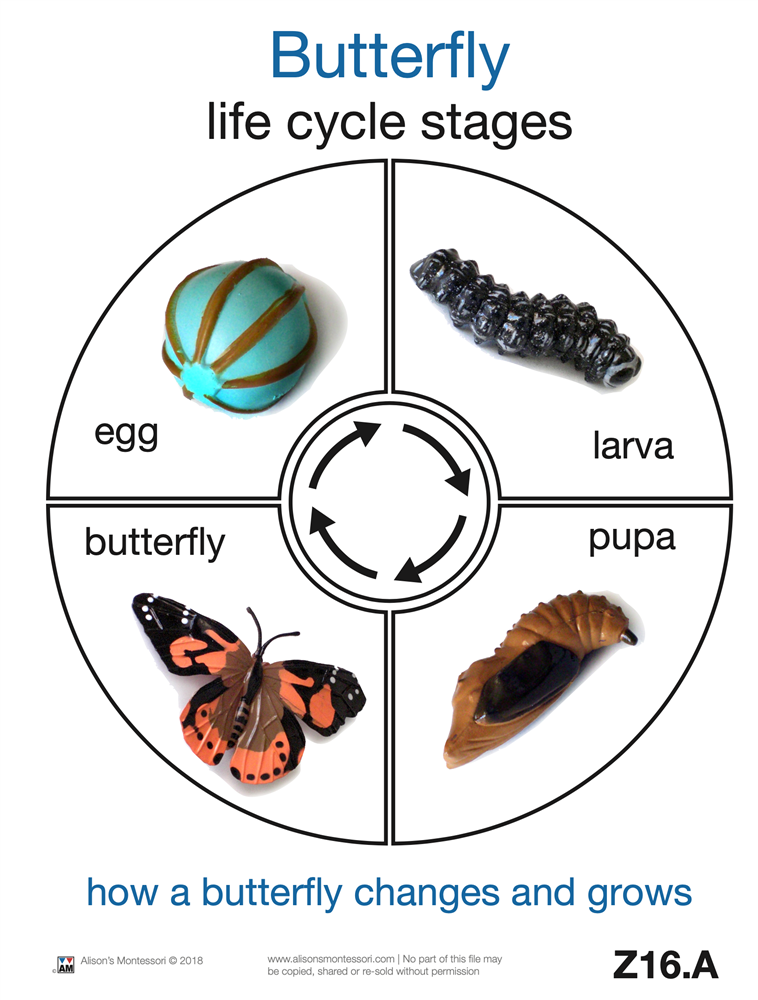 Life Cycle of a Butterfly Cards (Printed)