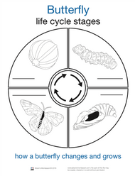 Life Cycle of a Butterfly Cards (Printed)