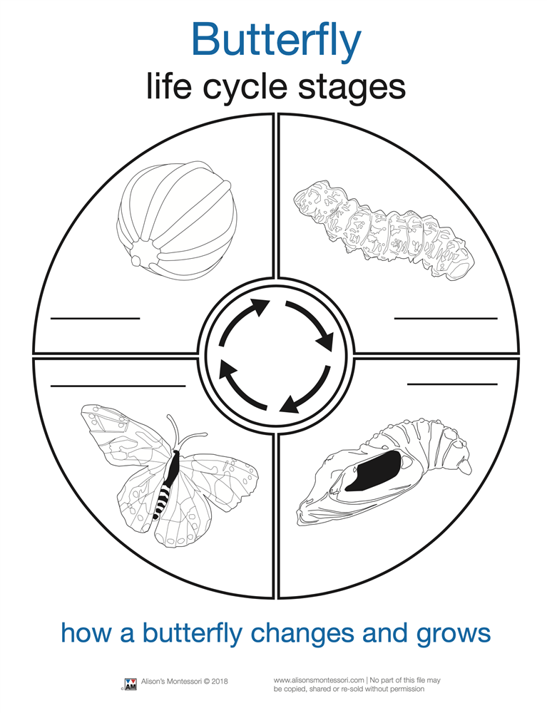 Life Cycle of a Butterfly Cards (Printed)