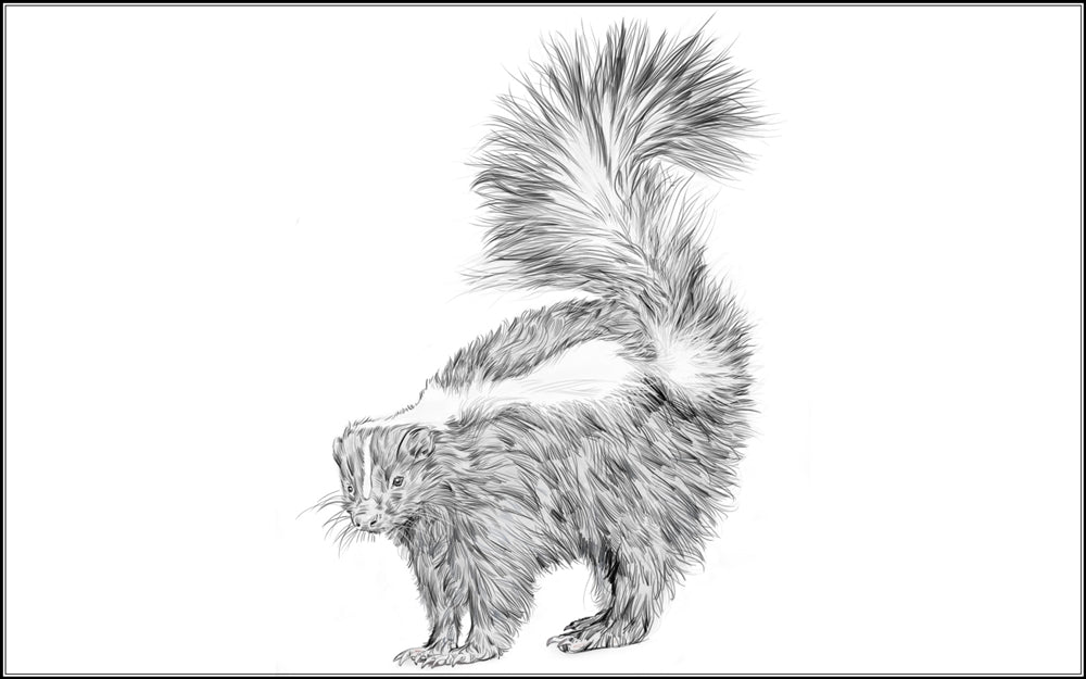 Parts of a Skunk Three Part Cards (3-6)