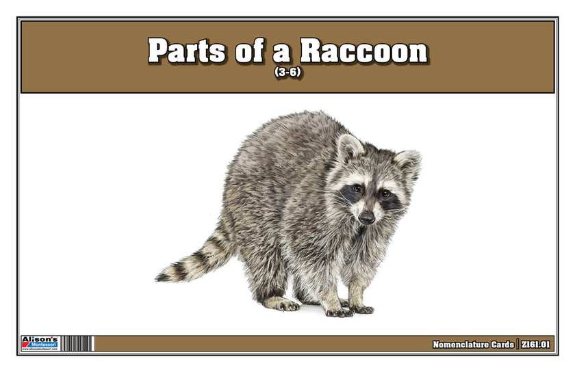 Parts of a Raccoon Three Part Cards (3-6)