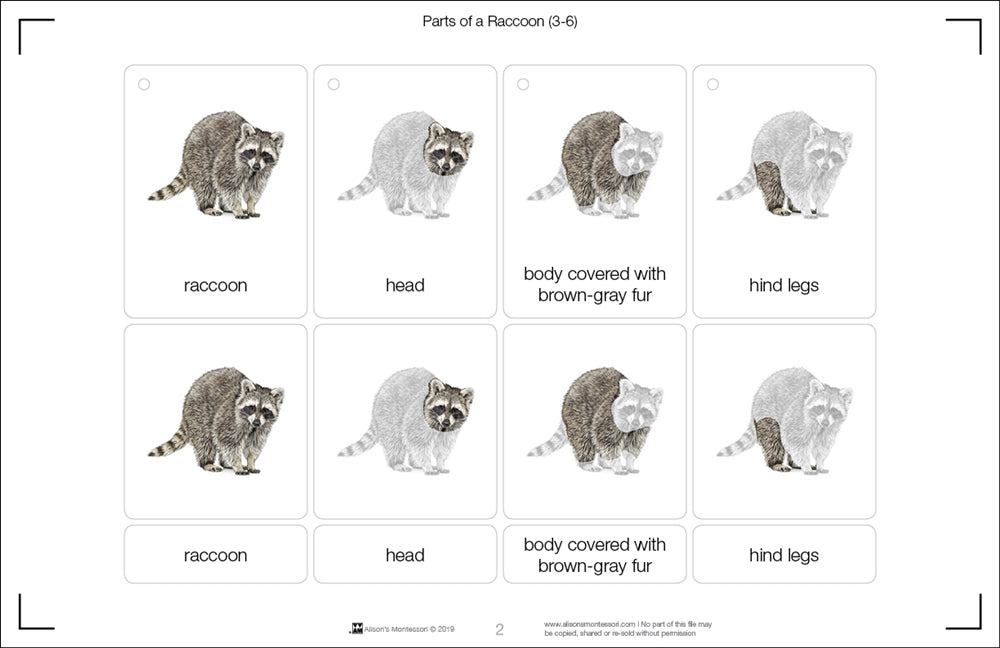 Parts of a Raccoon Three Part Cards (3-6)