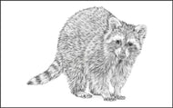 Parts of a Raccoon Three Part Cards (3-6)